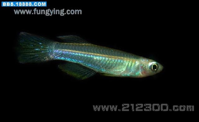 铅笔鱼能和大锦鲤混养吗