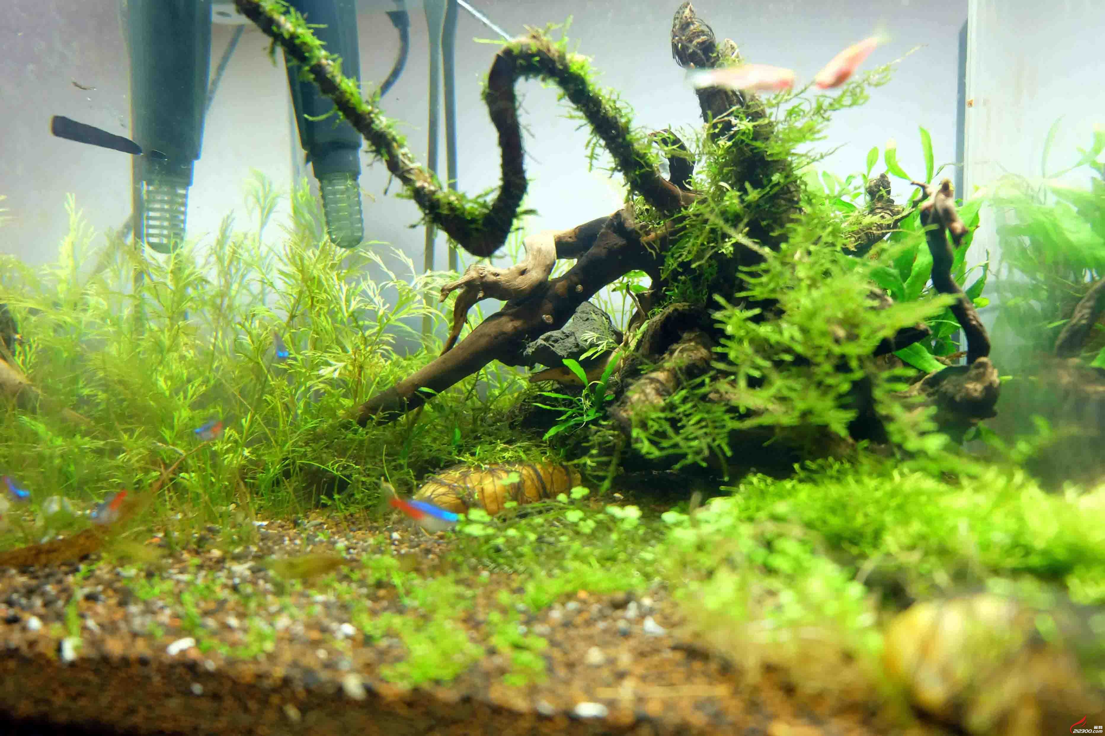 晒晒我的草缸
