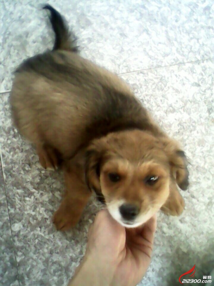 100元出售腊肠泰迪串串幼犬(已经售出)