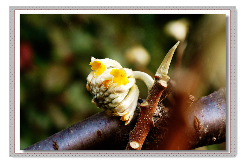 这是什么花|摄影沙龙