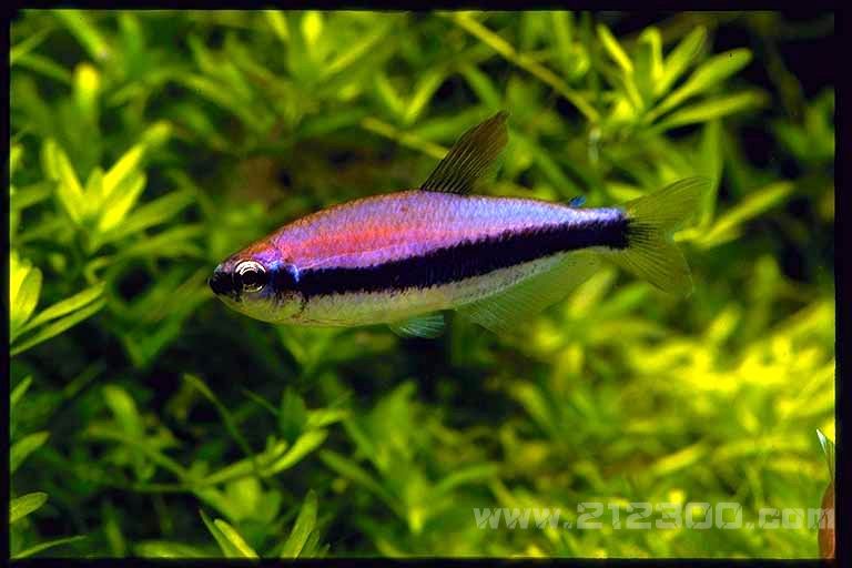 作者: caf7900131 时间: 2011-2-6 09:43 标题: 小型灯科鱼类灯鱼 灯