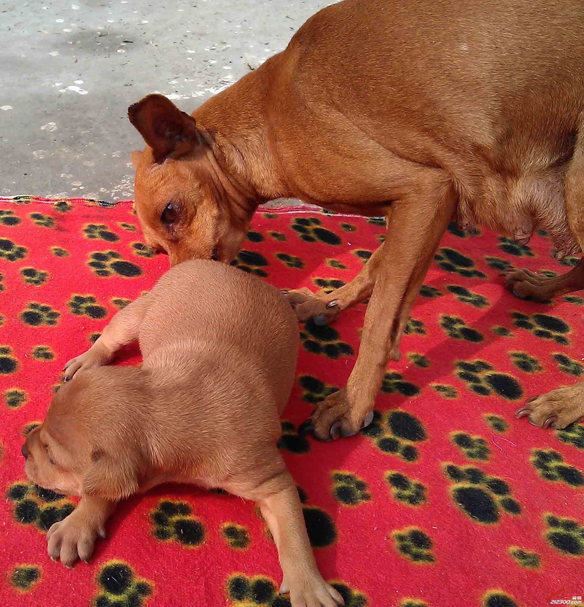 晒晒我家刚出生的小鹿犬,接受订购.