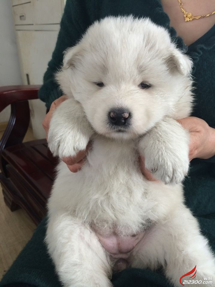 家有小萨摩刚满月