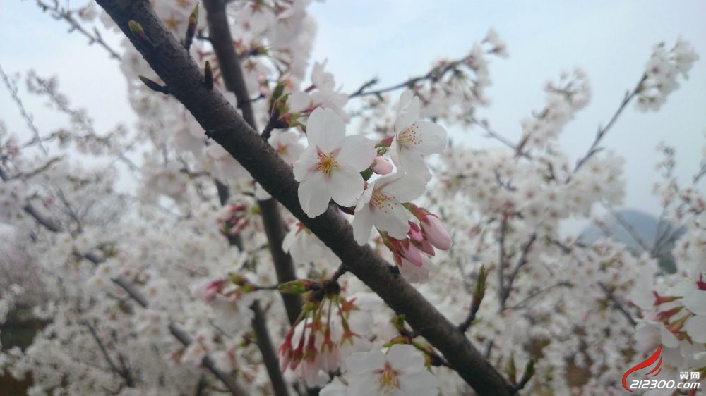 管山樱花开|聚焦丹阳-丹阳翼网 powered by 212300.com