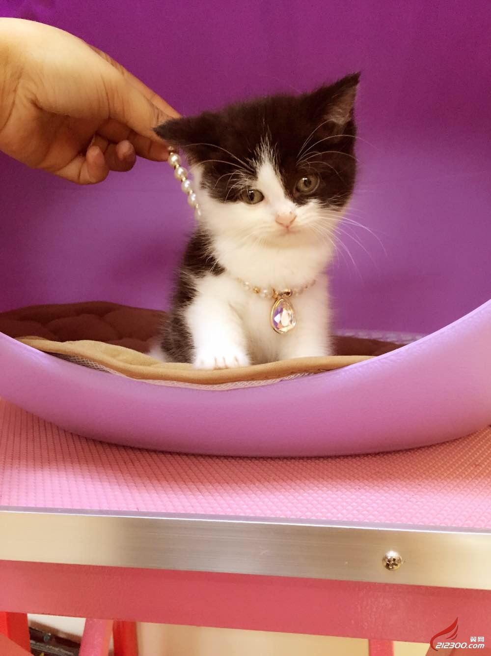 特价大脸猫咪 宠物猫 加菲猫 英短 绝对萌萌哒