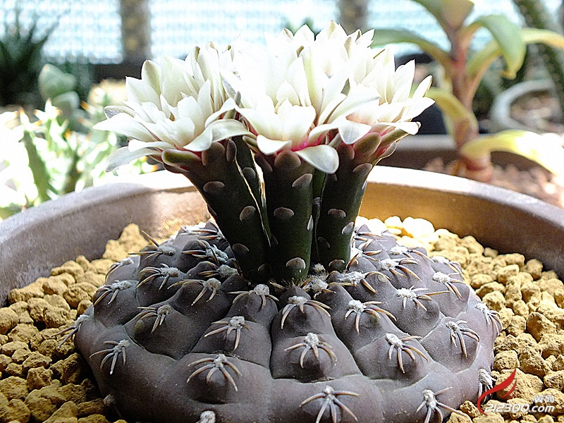 《瑞昌玉》开花了