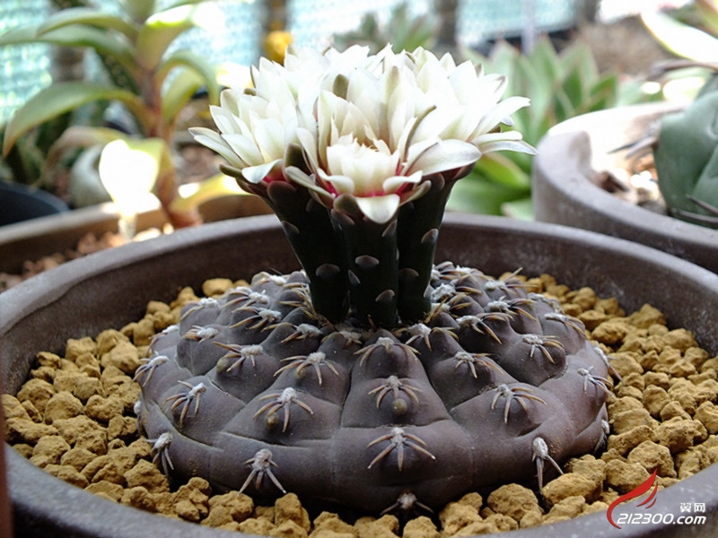 《瑞昌玉》开花了